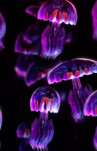 Bioluminescence Vertebrate Purple Live Wallpaper