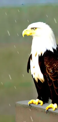 This phone live wallpaper showcases a bald eagle resting on a cement block with a natural setting in the background