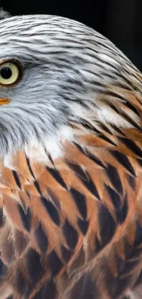 This phone live wallpaper showcases a captivating image of a bird of prey in close-up