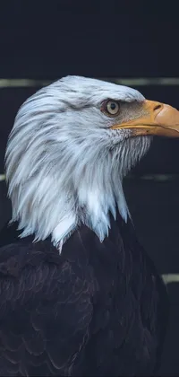 Eagle 🦅  Live Wallpaper