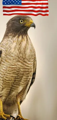 Bird Accipitridae Beak Live Wallpaper