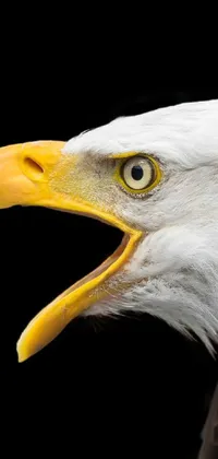 This timeless phone live wallpaper captures the fierce beauty of a bald eagle