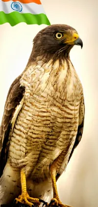 Bird Accipitridae Falcon Live Wallpaper