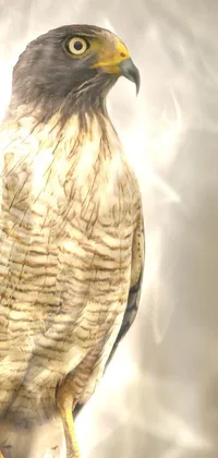 hawk Live Wallpaper