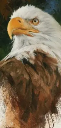 Bird Accipitridae Sea Eagle Live Wallpaper