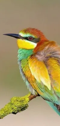 Bird Art Beak Live Wallpaper