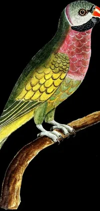 Bird Art Branch Live Wallpaper