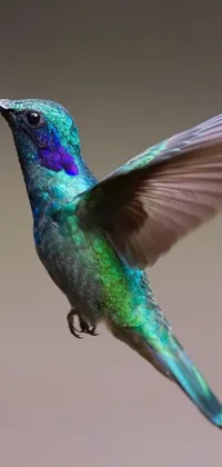 Bird Art Electric Blue Live Wallpaper
