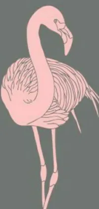 Bird Art Flamingo Live Wallpaper