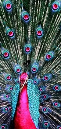This phone live wallpaper features a stunning peacock with vibrant feathers spread out against a backdrop of rich pink