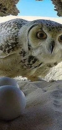 This phone live wallpaper features a highly realistic and captivating image of an owl standing among a group of eggs
