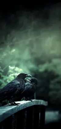 Raven Live Wallpaper