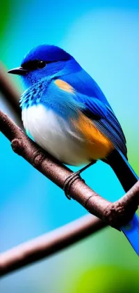 Bird Azure Branch Live Wallpaper