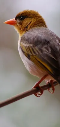 Get a stunning live wallpaper for your phone that showcases the vibrant colors of an African Sybil bird