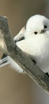 This live wallpaper for your phone features a small white bird sitting on a tree branch against a soft gradient of pastel colors