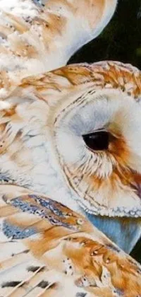 Bird Barn Owl Beak Live Wallpaper