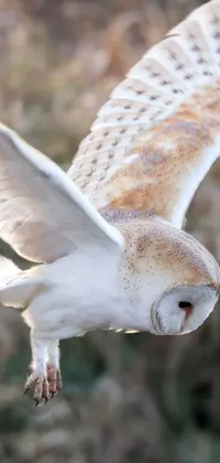 owl Live Wallpaper
