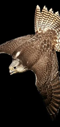 This phone live wallpaper features a stunning image of a falcon bird in flight