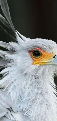 This stunning phone live wallpaper showcases a bird's head in close-up detail