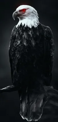 This phone live wallpaper features a stunning portrait of a bald eagle perched atop a tree branch, presenting a striking portrait of this might animal