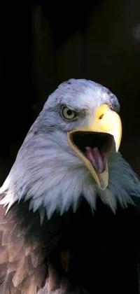 This live wallpaper showcases a bald eagle up close with its mouth wide open, displaying its sharp teeth