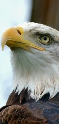 This live wallpaper features a breathtaking close-up of a bird of prey, taken by a renowned photographer