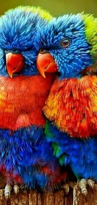 Bird Beak Blue Live Wallpaper