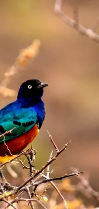 This phone live wallpaper showcases a magnificent bird perched on a tree branch