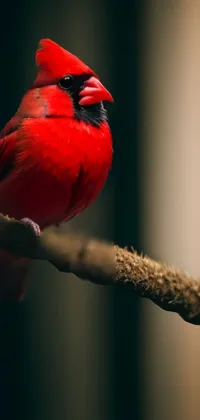 Bird Beak Cardinal Live Wallpaper