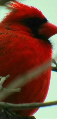 Bird Beak Cardinal Live Wallpaper