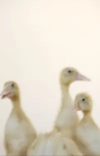 Bird Beak Ducks, Geese And Swans Live Wallpaper