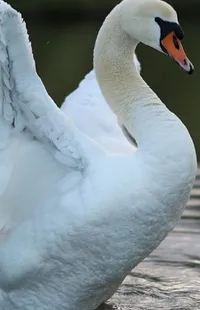 Bird Beak Ducks, Geese And Swans Live Wallpaper
