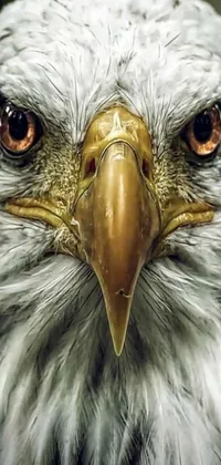 Bird Beak Eagle Live Wallpaper