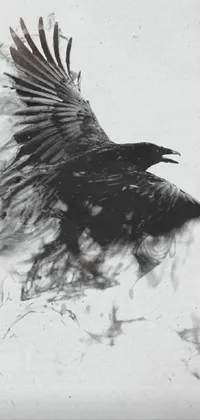 Bird Beak Eagle Live Wallpaper