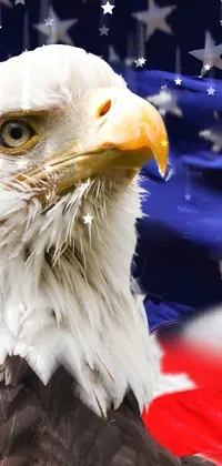 Bird Beak Eagle Live Wallpaper