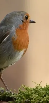 Bird Beak European Robin Live Wallpaper