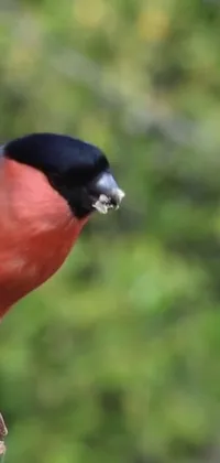 This live phone wallpaper showcases a stunning bird perched on a tree branch