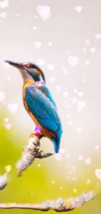 This stunning live wallpaper for your phone features an adorable bird perched on a tree branch with a beautiful blend of orange and teal colors in the background