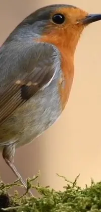 This phone live wallpaper showcases a photorealistic image of a red-headed robin perched on a moss-covered tree branch