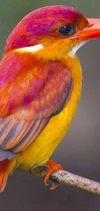 This lively phone live wallpaper displays a stunningly colorful bird perching on a tree branch