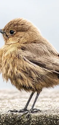 Get immersed in nature with this realistic phone live wallpaper of a small brown bird perched on a cement wall