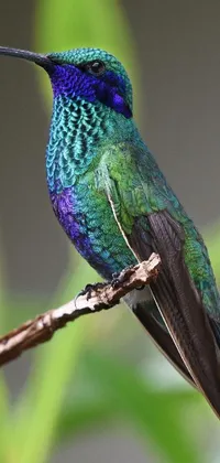 This live wallpaper showcases a stunning hummingbird perched on a tree branch
