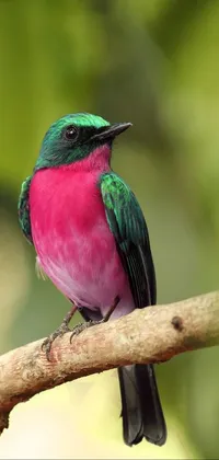 Looking for a vibrant and eye-catching live phone wallpaper? Look no further than this colorful bird sitting on a tree branch! This wallpaper features a rare, swift bird with beautiful hues of turquoise, pink, and green against a lush jungle background