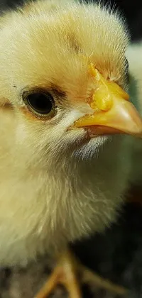 This phone live wallpaper features a beautiful photograph of a small chicken standing on the ground