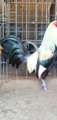 This phone live wallpaper showcases a close-up of a handsome rooster in a cage, striking a macho pose with vibrant feathers and an African sybil background