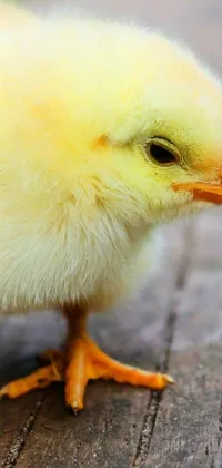 This delightful live phone wallpaper features a photorealistic image of a pale yellow chicken standing on a wooden table
