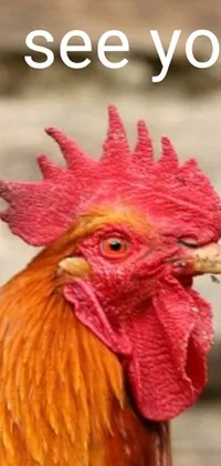 This phone live wallpaper showcases a stunning close-up of a majestic rooster with vibrant red plumage and intriguing features