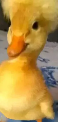 This mobile live wallpaper features an adorable yellow duckling dancing and walking towards the camera