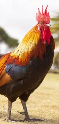 This phone live wallpaper depicts a majestic rooster on a grass field in the Bahamas