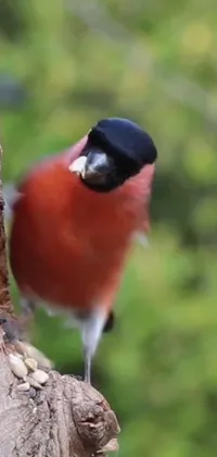This live wallpaper showcases a delightful salt-and-pepper bird perched on a tree branch
